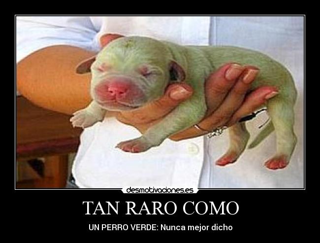 TAN RARO COMO - UN PERRO VERDE: Nunca mejor dicho