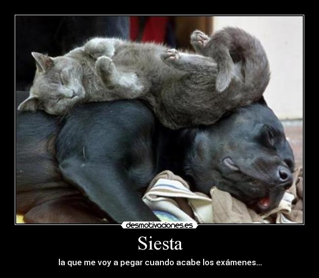 Siesta - la que me voy a pegar cuando acabe los exámenes...