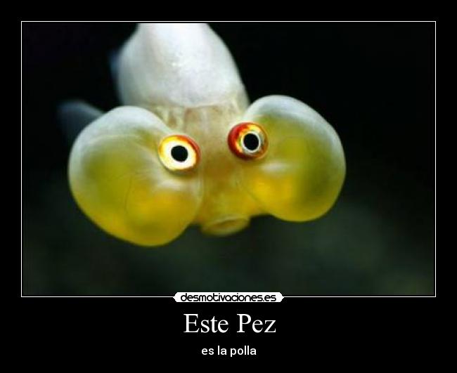 Este Pez - 