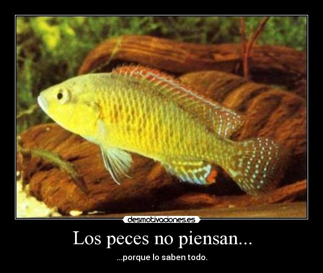 Los peces no piensan... - ...porque lo saben todo.