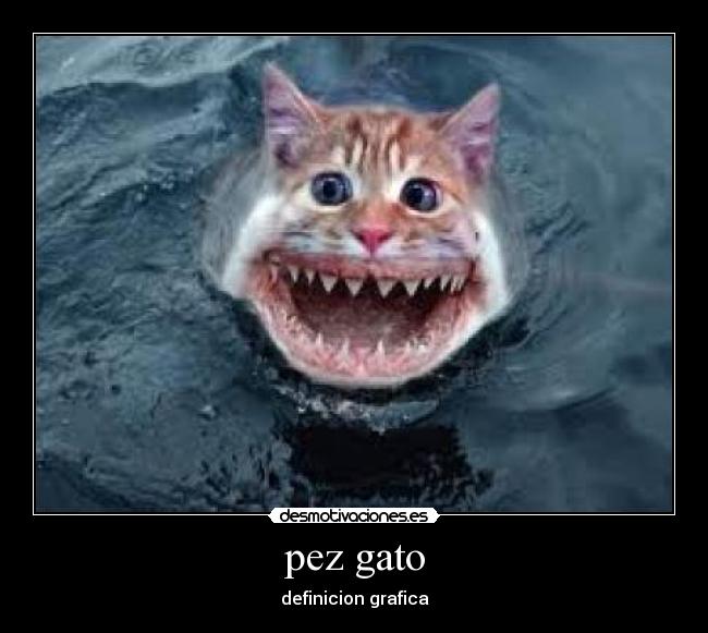 pez gato -