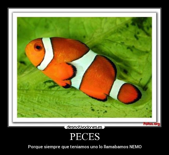 PECES - Porque siempre que teniamos uno lo llamabamos NEMO