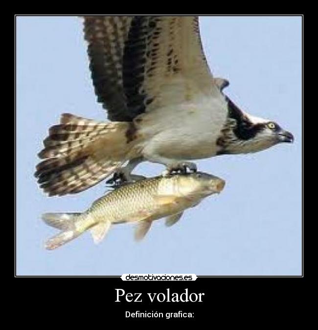 Pez volador - 