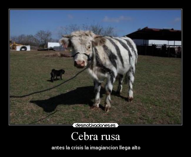 Cebra rusa -