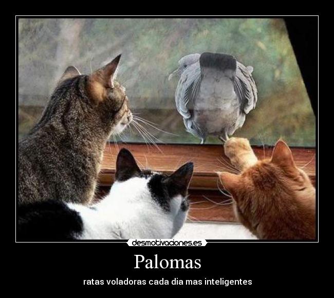 Palomas - ratas voladoras cada dia mas inteligentes