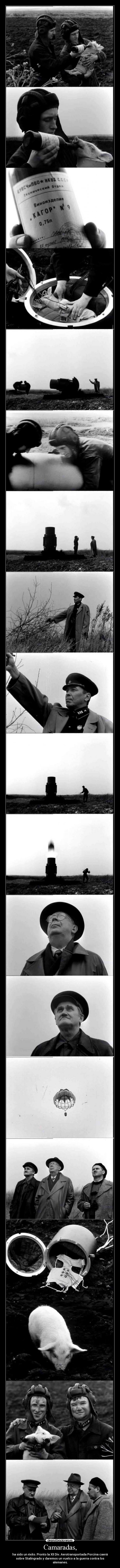 Camaradas, - ha sido un éxito. Pronto la XII Div. Aerotransportada Porcina caerá
sobre Stalingrado y daremos un vuelco a la guerra contra los
alemanes.