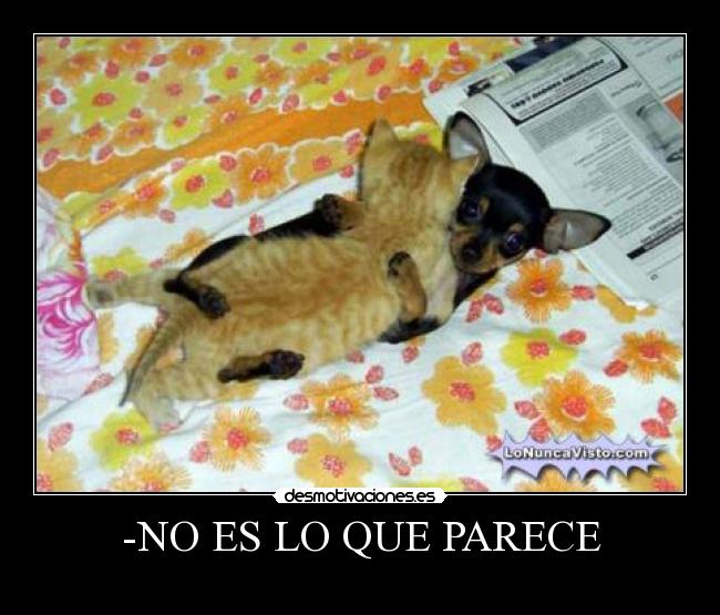 -NO ES LO QUE PARECE -
