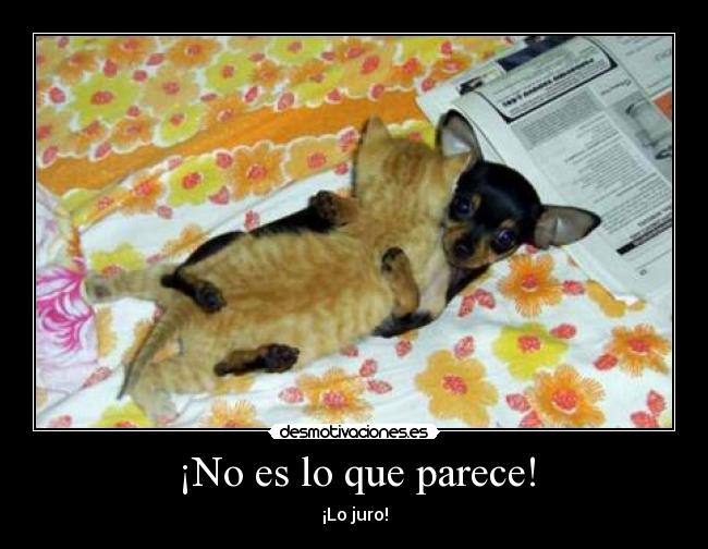 ¡No es lo que parece! - ¡Lo juro!