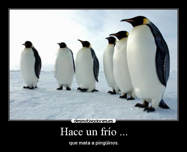 Hace un frío ... - que mata a pingüinos.