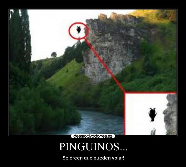 PINGUINOS... - Se creen que pueden volar!