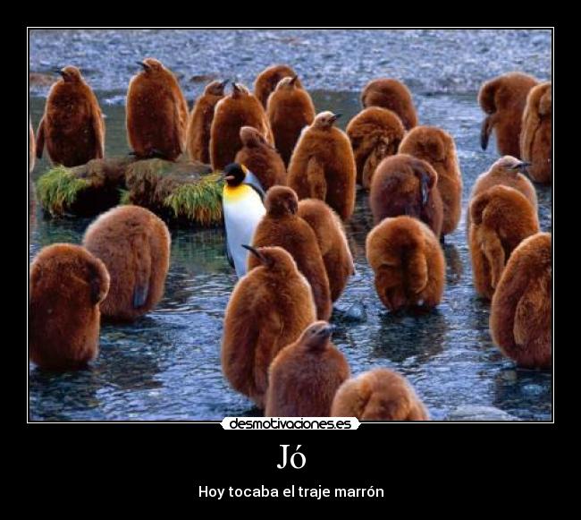 Jó - Hoy tocaba el traje marrón