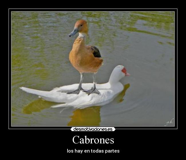 Cabrones -