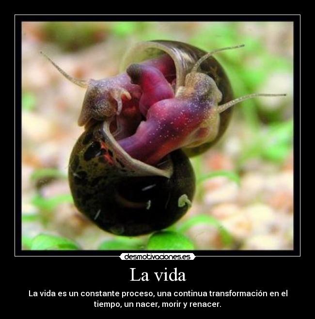 La vida -