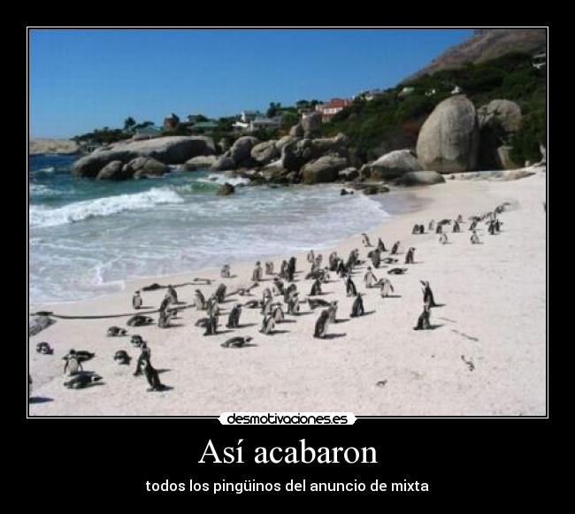Así acabaron - todos los pingüinos del anuncio de mixta
