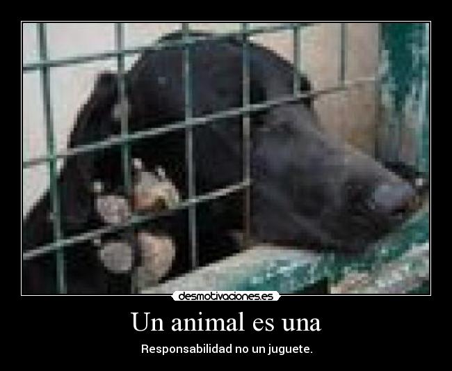 Un animal es una - 