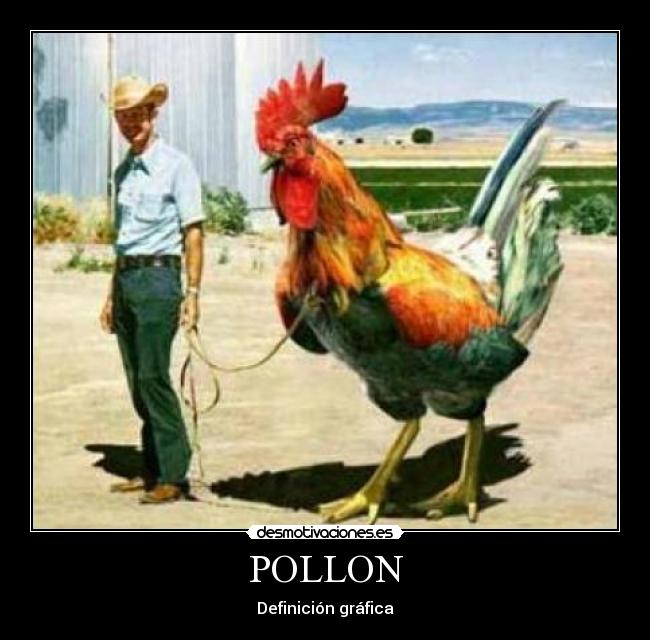 POLLON - Definición gráfica