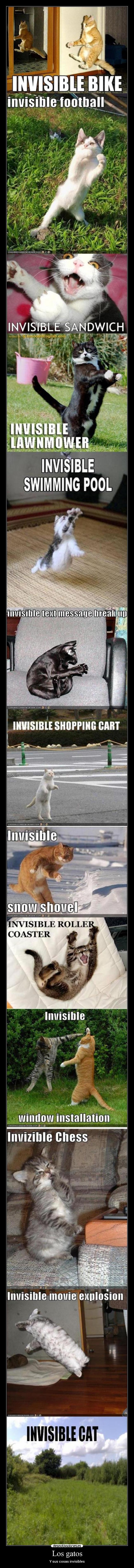 Los gatos - Y sus cosas invisibles