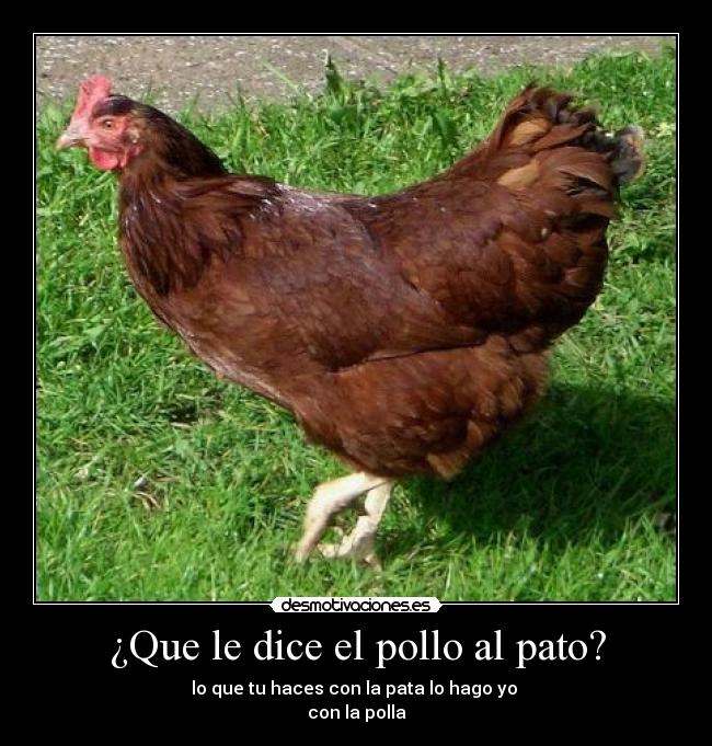 ¿Que le dice el pollo al pato? - 