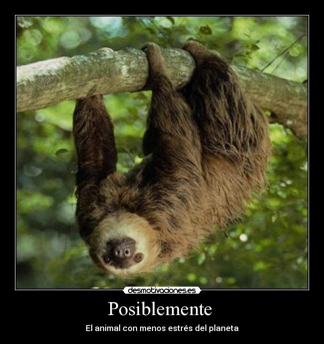 Posiblemente - El animal con menos estrés del planeta