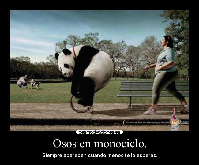 Osos en monociclo. -