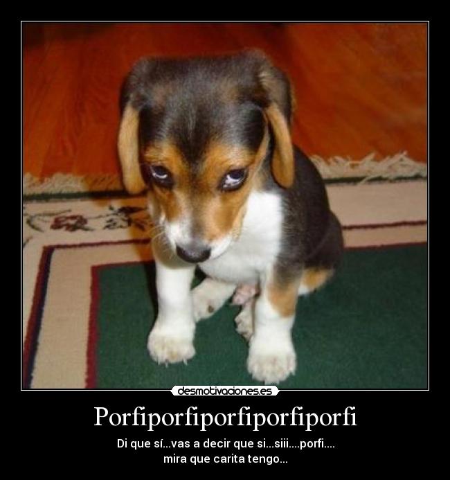 carteles perro mono desmotivaciones