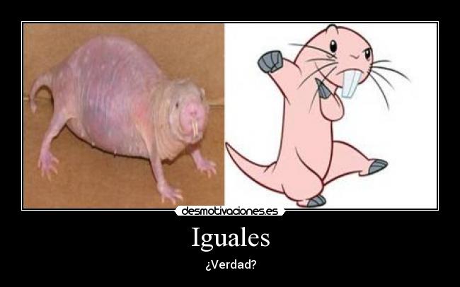 Iguales - ¿Verdad?