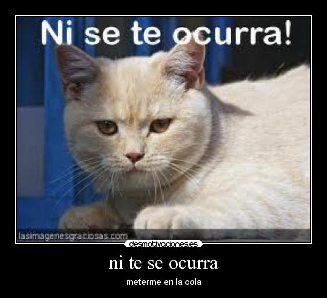 ni te se ocurra - meterme en la cola