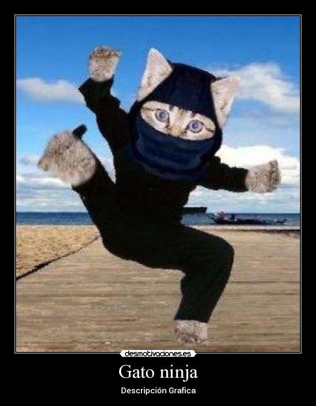 Gato ninja - Descripción Grafica