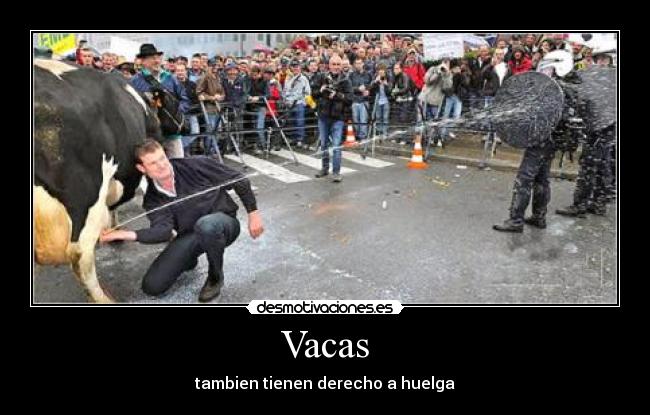 Vacas -