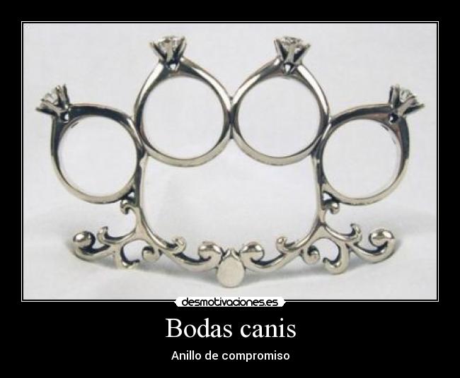 Bodas canis -