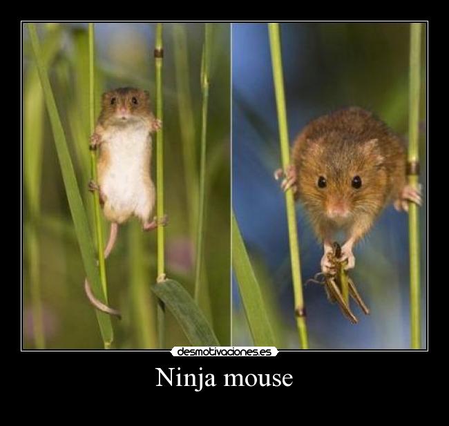 Ninja mouse -