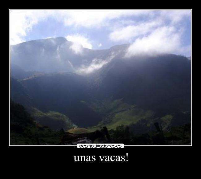 unas vacas! -