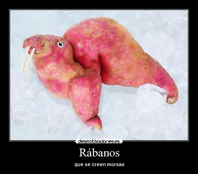 Rábanos - 