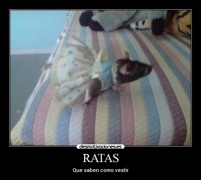 RATAS - Que saben como vestir