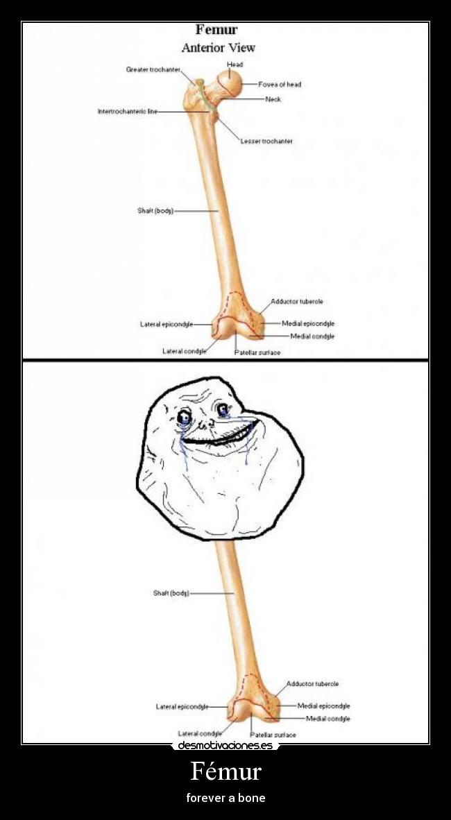 Fémur - 