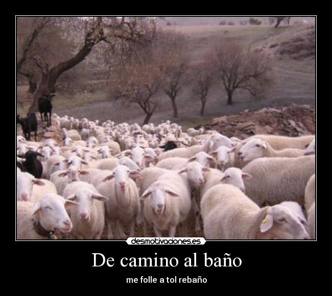 carteles camino bano folle rebano desmotivaciones