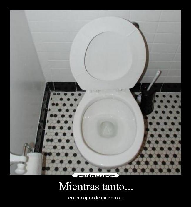 Mientras tanto... - en los ojos de mi perro...