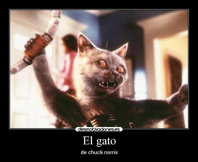 El gato -