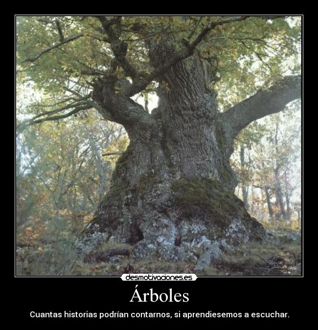 Árboles - Cuantas historias podrían contarnos, si aprendiesemos a escuchar.
