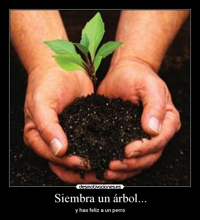 Siembra un árbol... - 