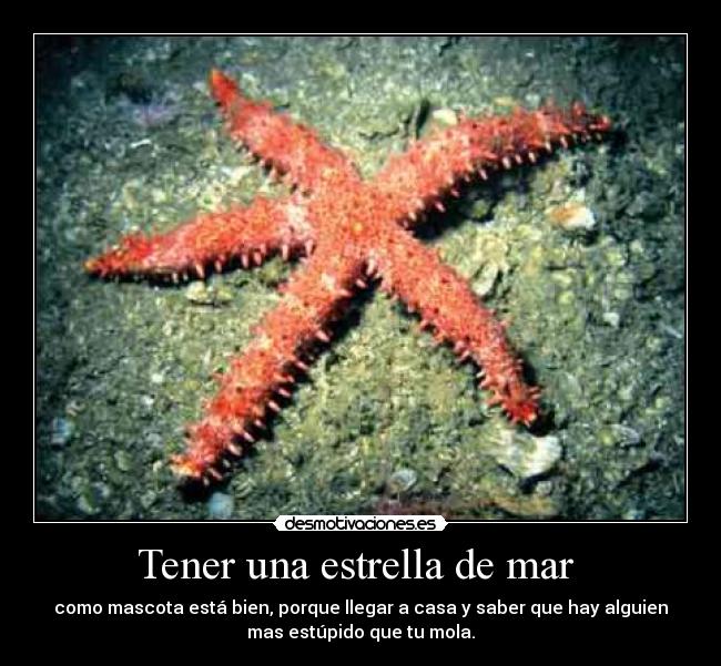 Tener una estrella de mar - como mascota está bien, porque llegar a casa y saber que hay alguien
mas estúpido que tu mola.