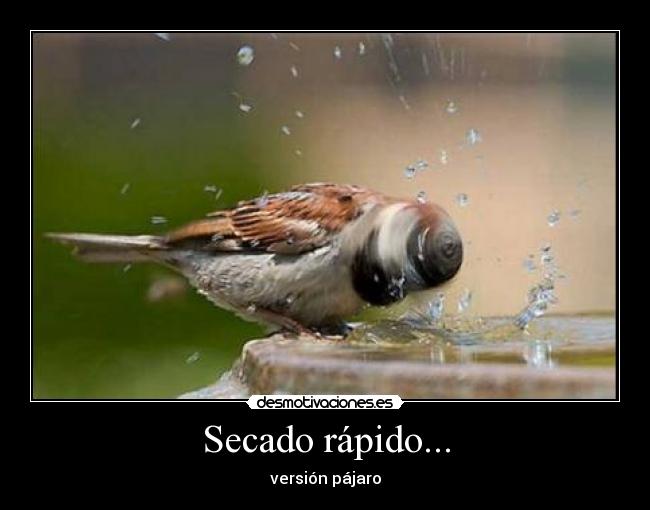 Secado rápido... - versión pájaro