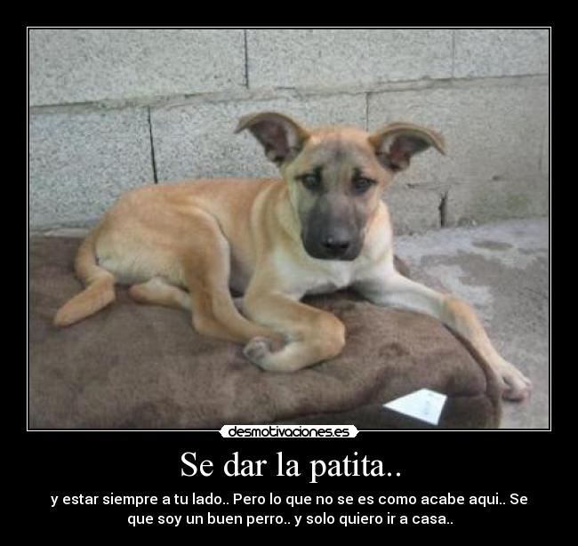 Se dar la patita.. - 