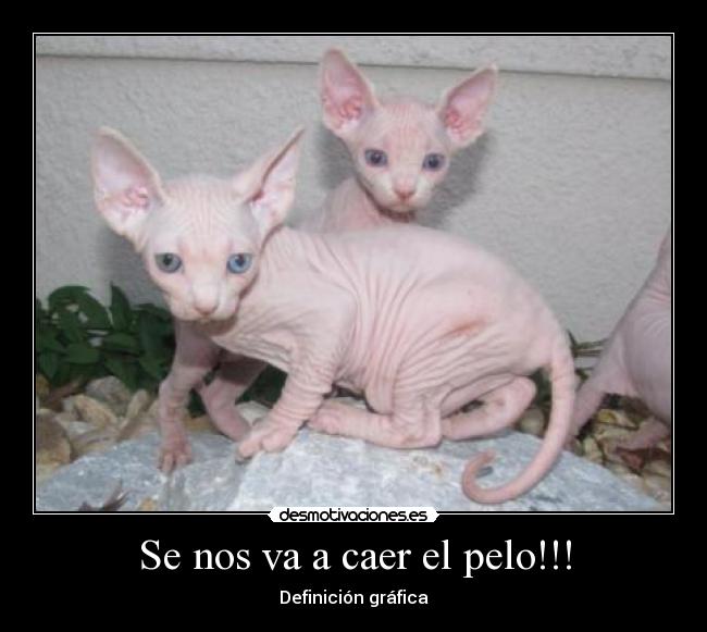 Se nos va a caer el pelo!!! - Definición gráfica