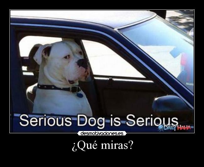 carteles serius dog desmotivaciones