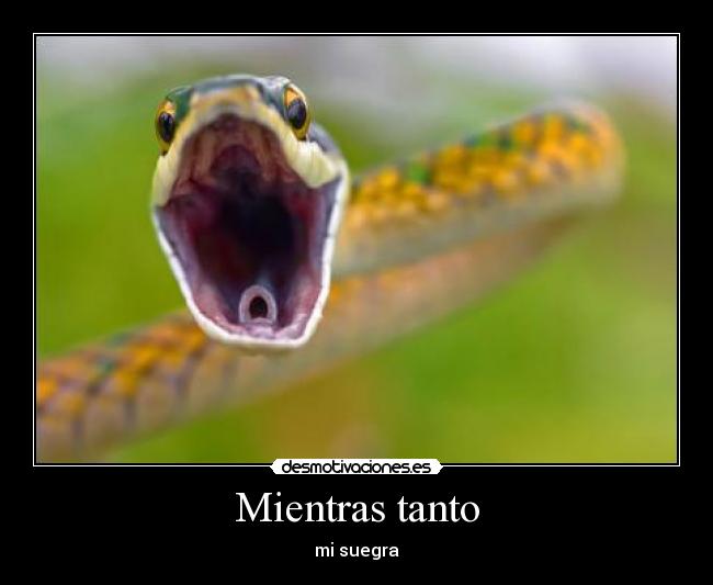 Mientras tanto - mi suegra