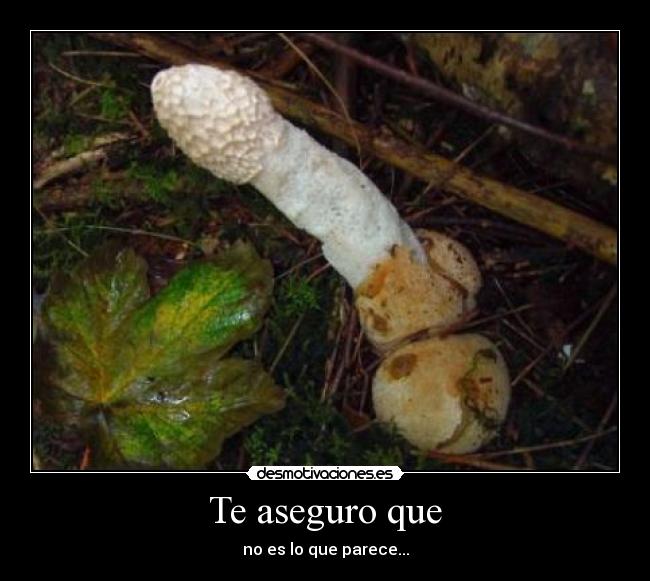 Te aseguro que - no es lo que parece...