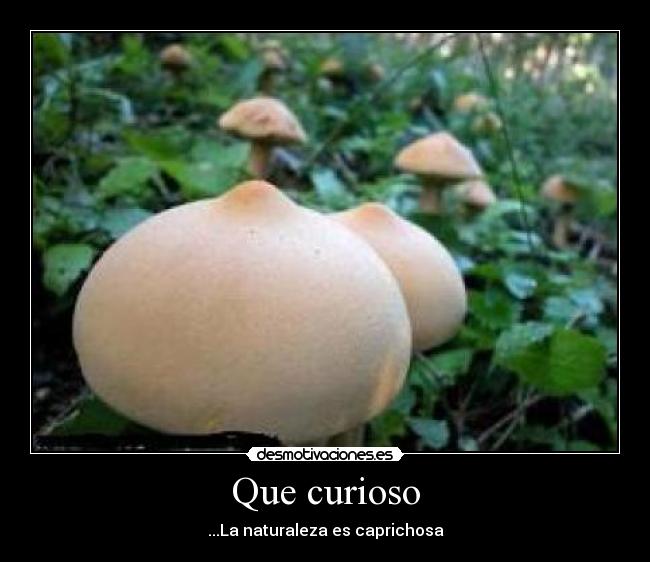 Que curioso -