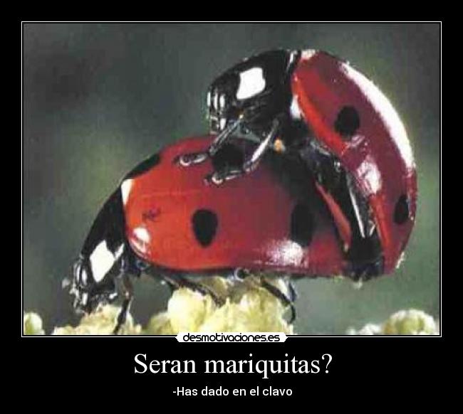 Seran mariquitas? - 