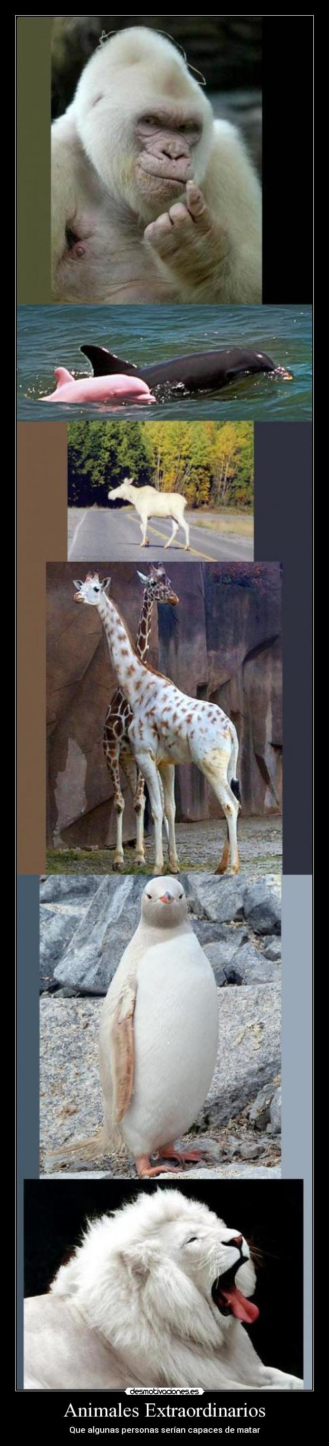 Animales Extraordinarios -